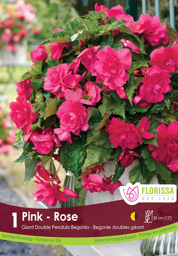 Begonia - Double Pendula Pink 6/up Bulk