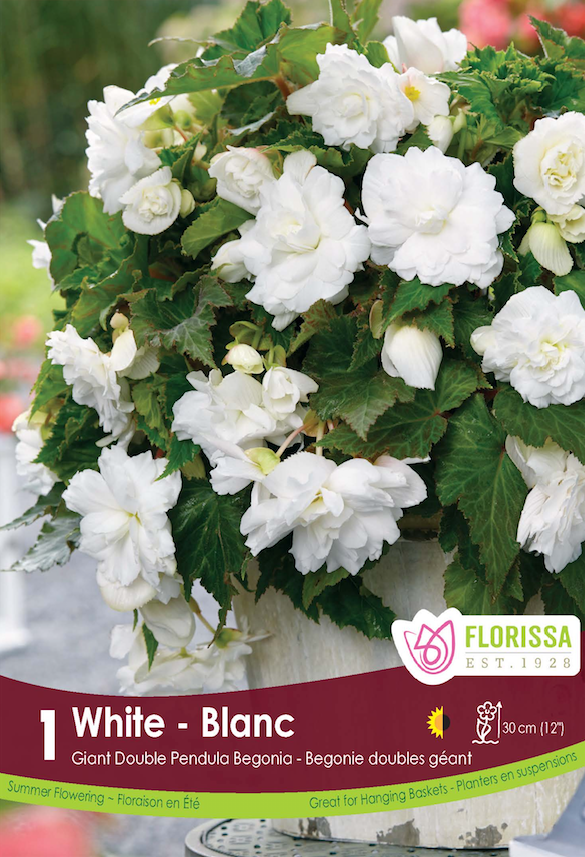 Begonia - Double Pendula White 6/up Bulk