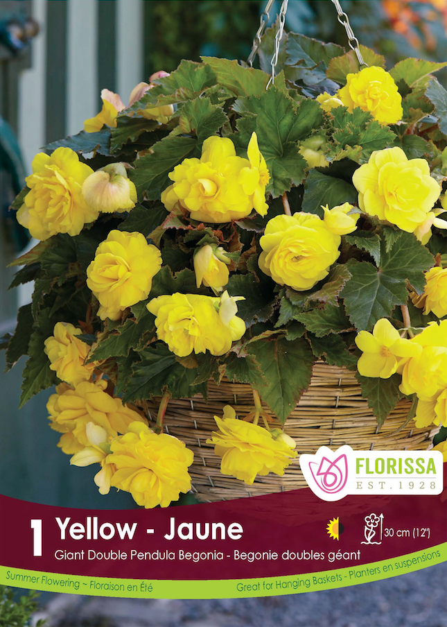 Begonia - Double Pendula Yellow 6/up Retail Pkg