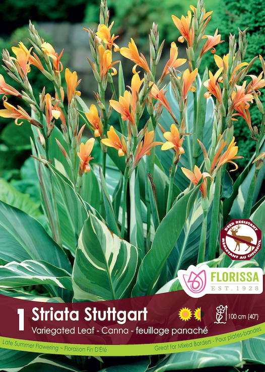 Canna Variegated Leaf - Stuttgart Retail Pkg