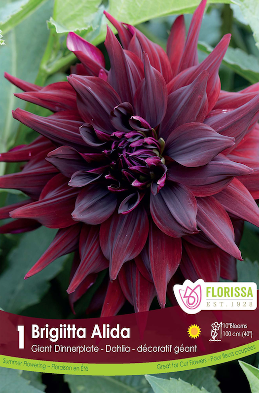 Dahlia Giant Dinnerplate - Brigitta Alida Retail Pkg