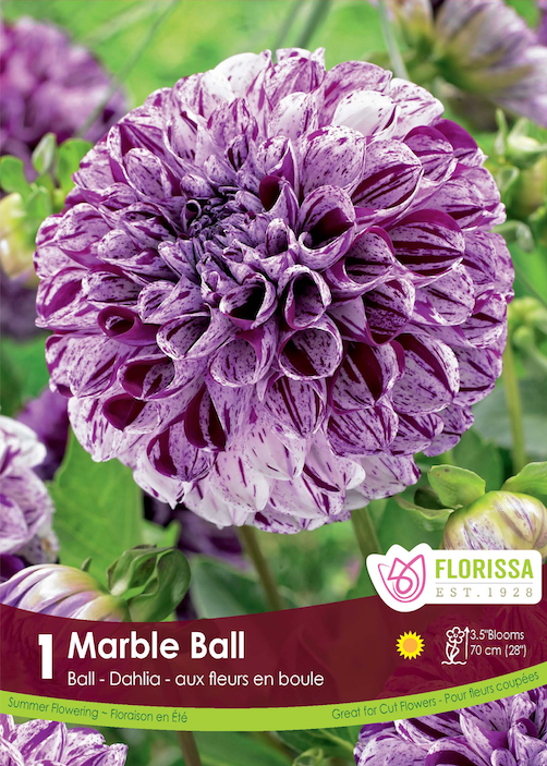 Dahlia Ball - Marble Ball Retail
