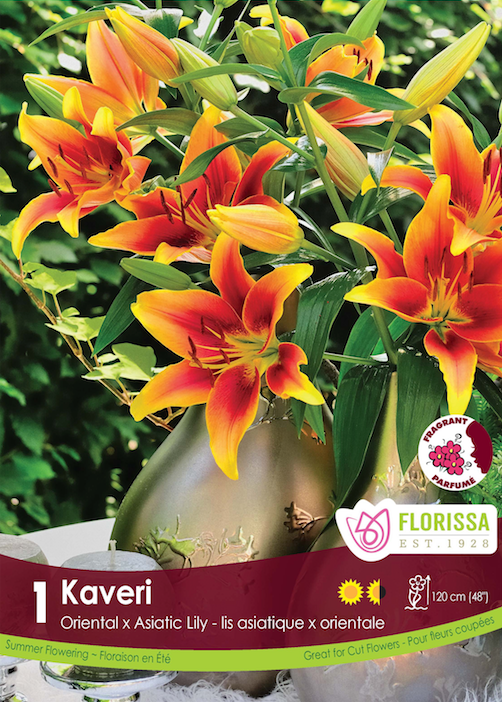 Lily Novelty  - Kaveri  Retail