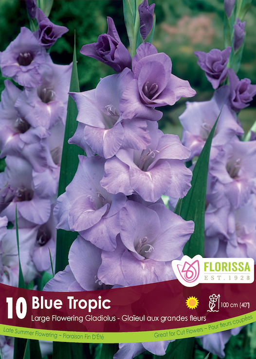Gladiolus - Blue Tropic Retail