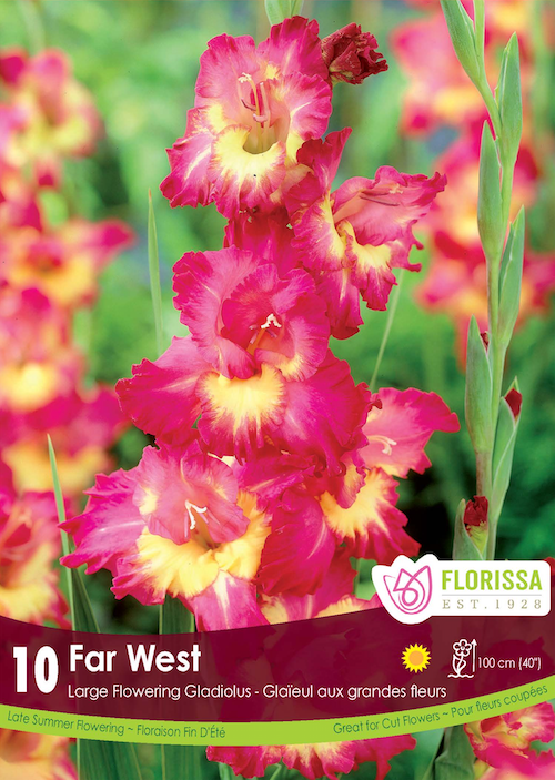 Gladiolus - Far West Retail