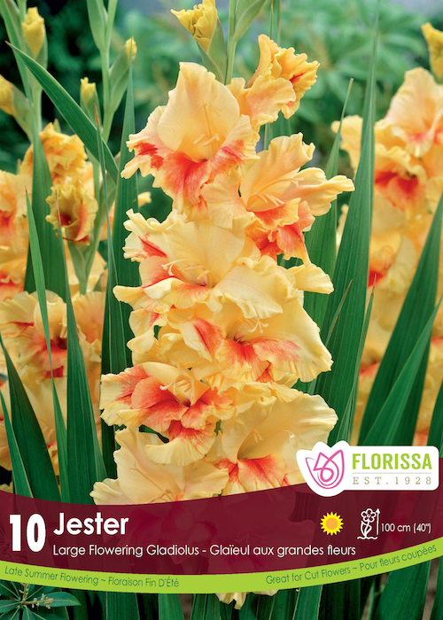 Gladiolus - Jester Retail