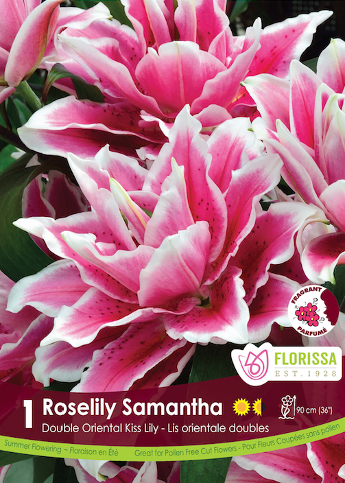 Lily Double Oriental  - Roselily Samantha Retail