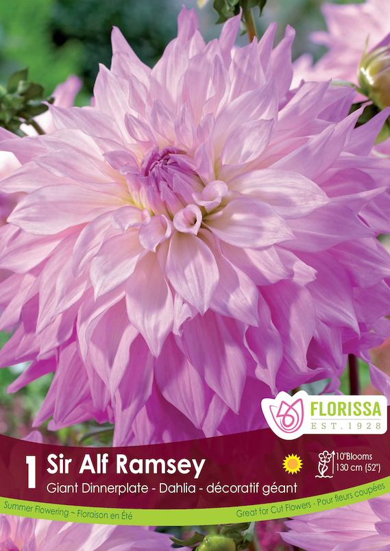 Dahlia Giant Dinnerplate - Sir Alf Ramsey Retail Pkg