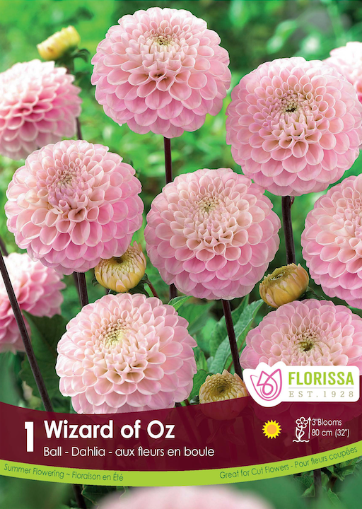 Dahlia Pompon - Wizard of Oz Retail Pkg