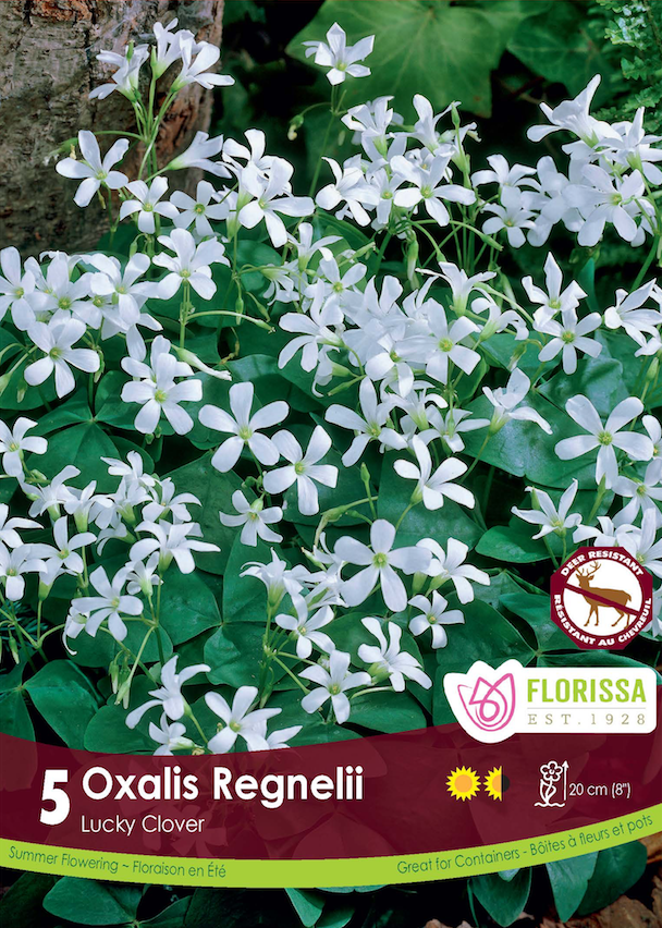 Oxalis - Regnellii