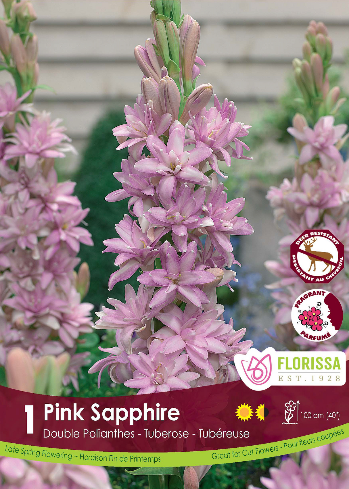 Tuberose Double - Pink Sapphire