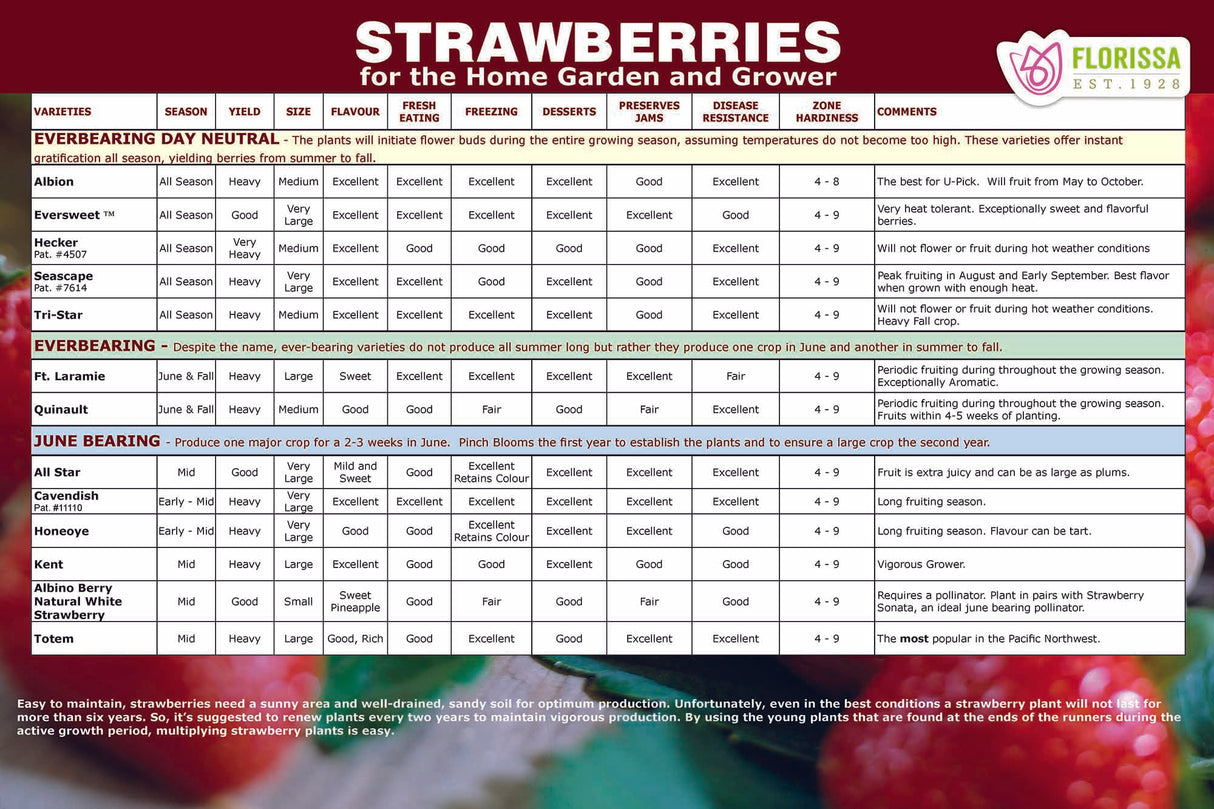 Small Fruit Variety Poster Set (12" x 18") (Bilingual)