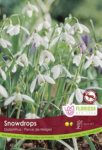 Snowdrop Single Poster Board