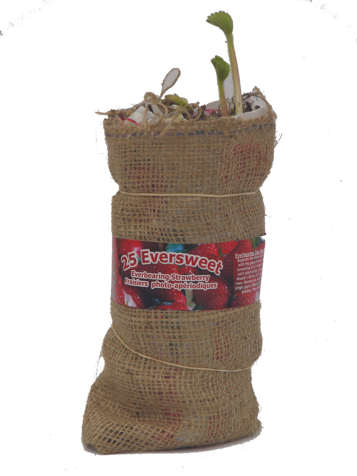 Strawberry Everbearing - Eversweet Special Promo in Burlap
