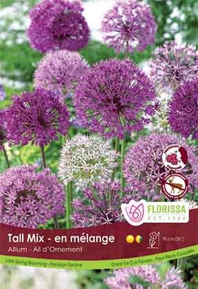 Allium Tall Mix Poster Board