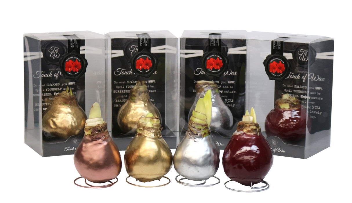 GP41 Waxed Amaryllis Red Flowering - Gift Kits