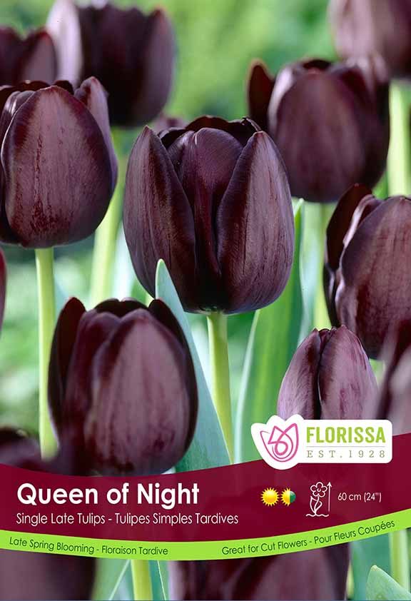 Tulip Queen of Night Poster Board