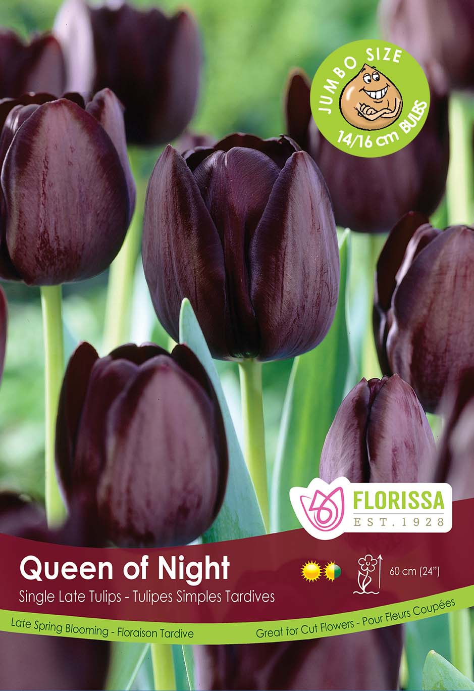 Tulip Single Late - Queen Of Night Giant Bulbs in Trays