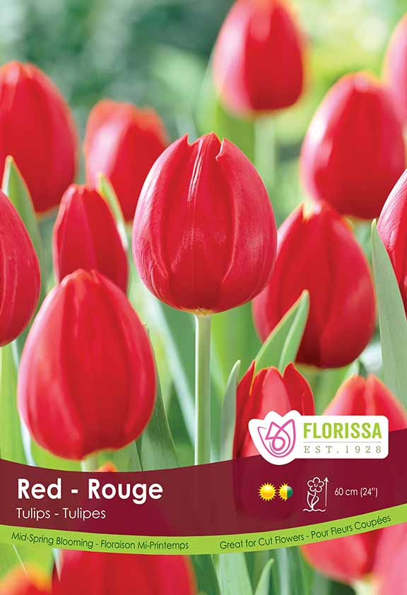 Tulip Red Poster Board