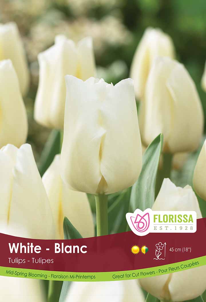 Tulip White Posterboard