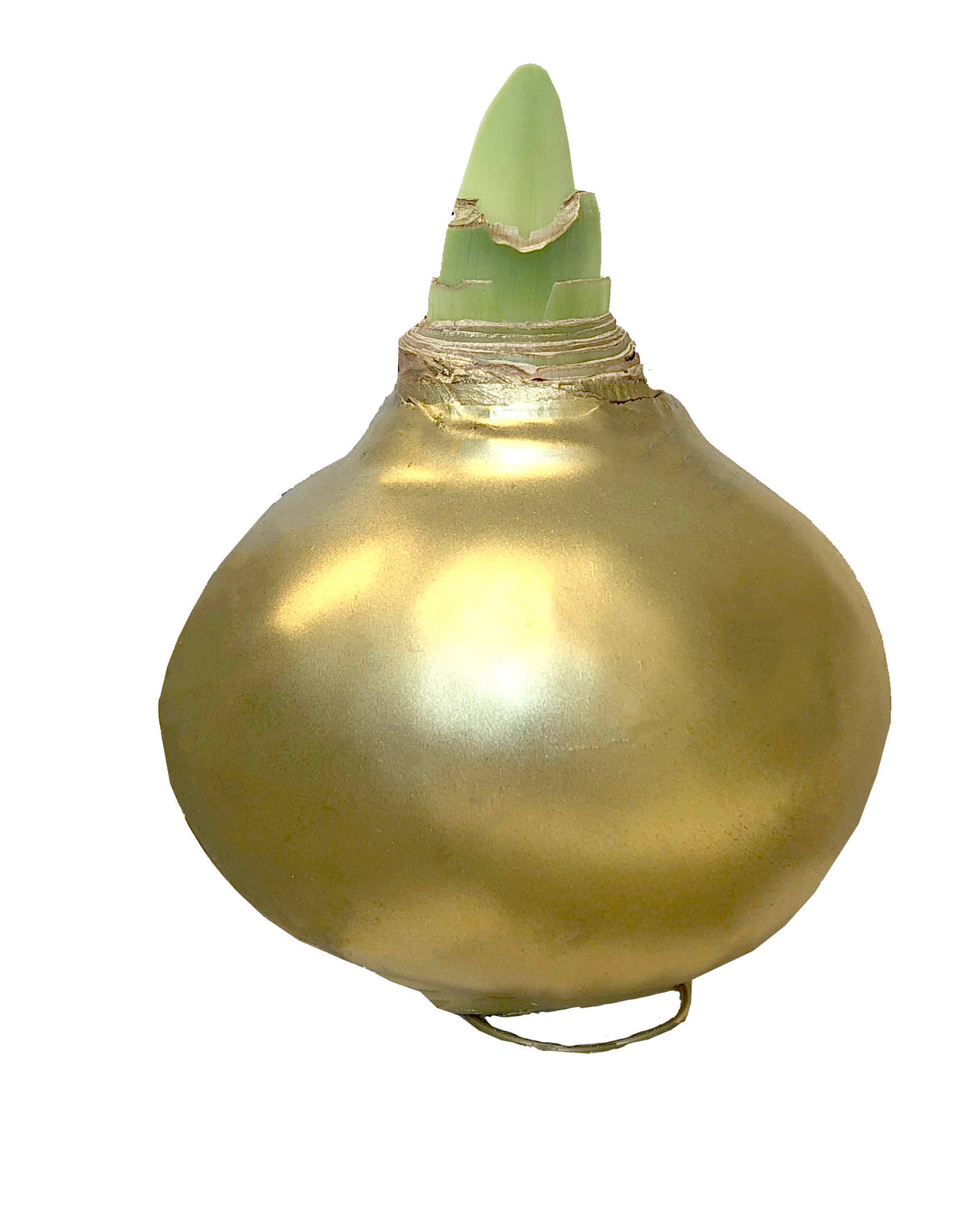 GP50 Jumbo Wax Amaryllis in Bulk - Red Flowering