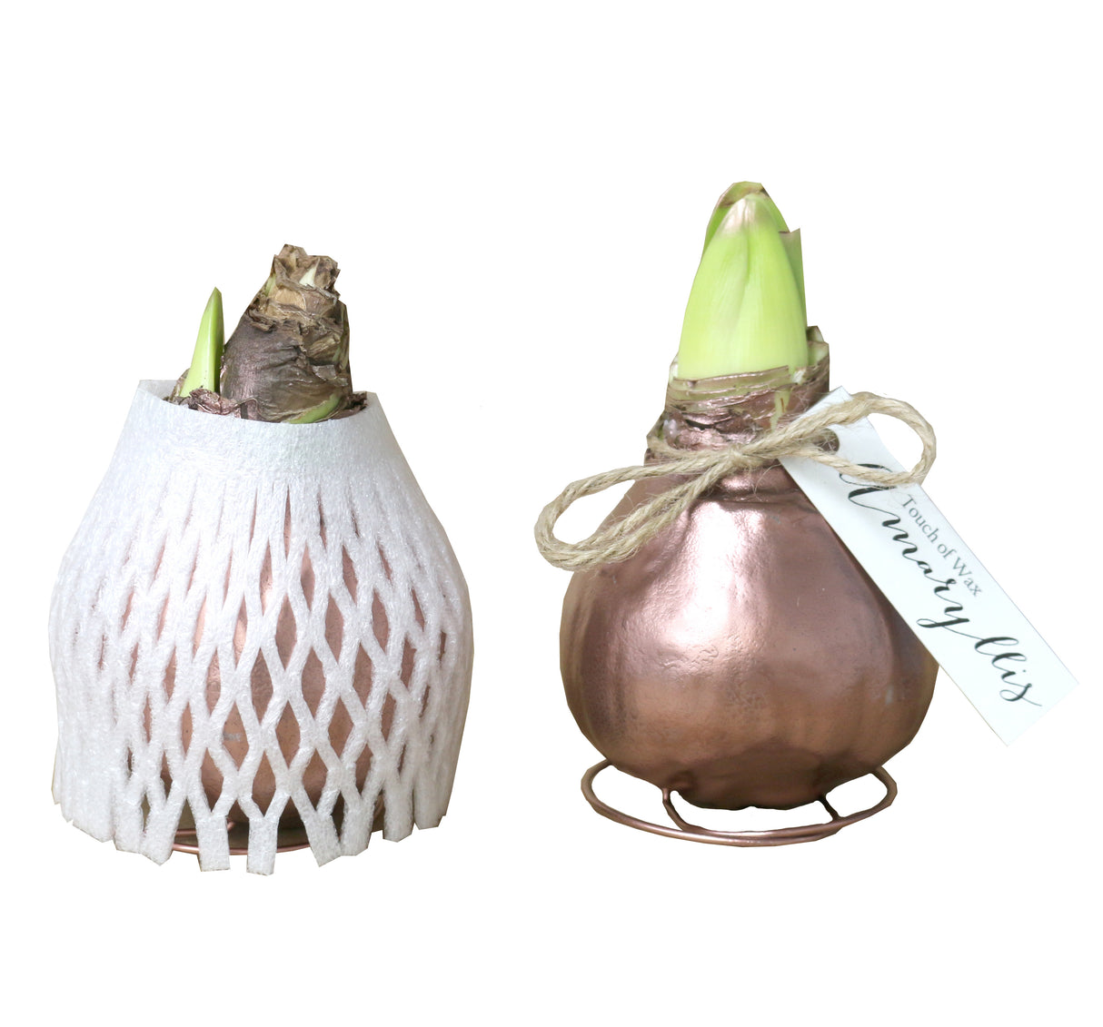 GP45 Wax Amaryllis in Bulk - White Flowering