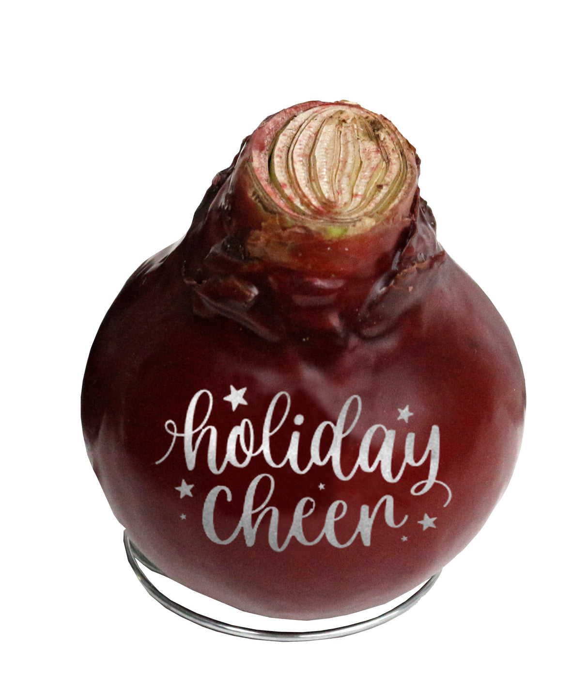 GP81 Wax Amaryllis Message Imprint - Red Flowering