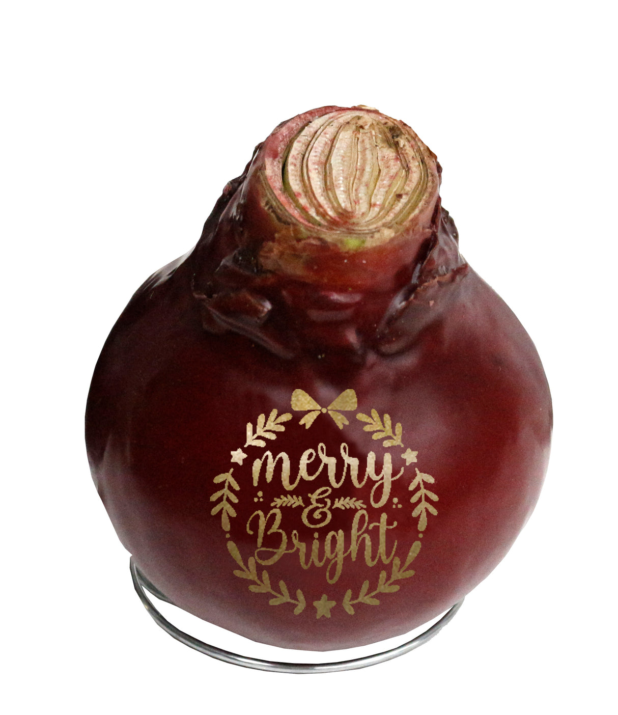 GP81 Wax Amaryllis Message Imprint - Red Flowering