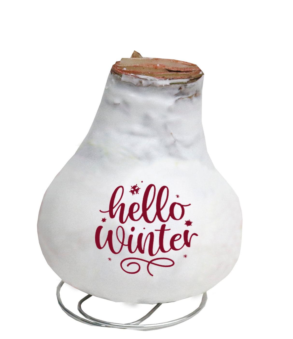 GP81 Wax Amaryllis Message Imprint - Red Flowering