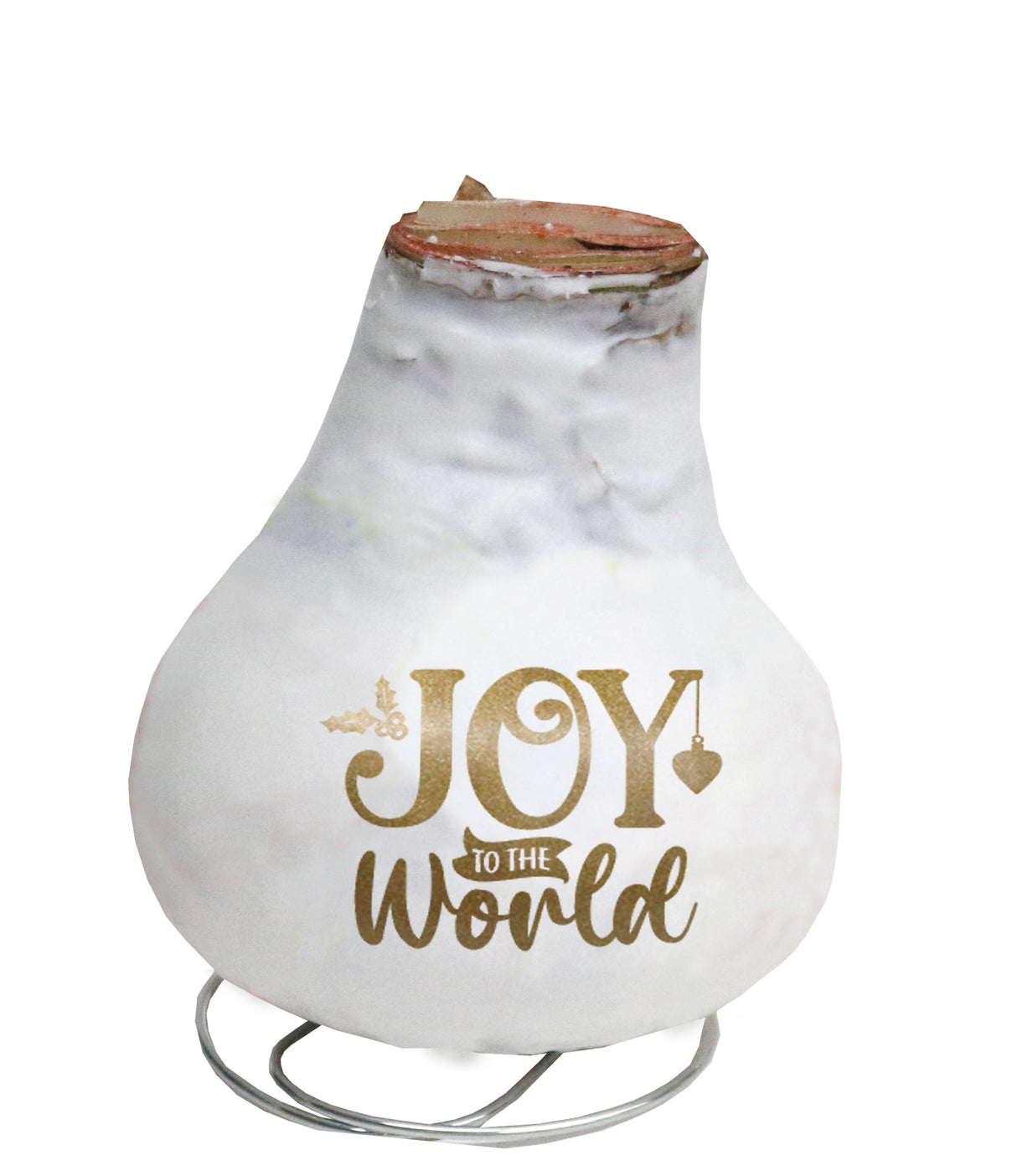 GP81 Wax Amaryllis Message Imprint - Red Flowering