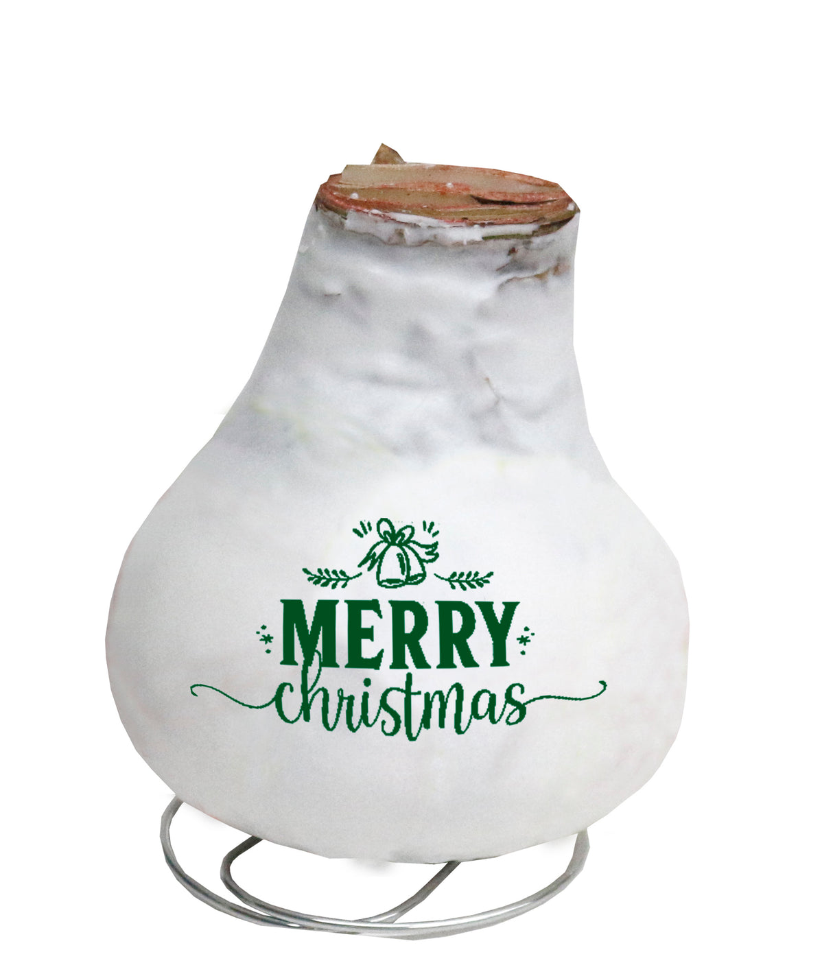 GP81 Wax Amaryllis Message Imprint - Red Flowering