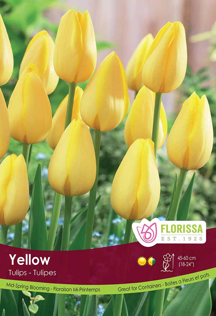Tulip Yellow Poster Board
