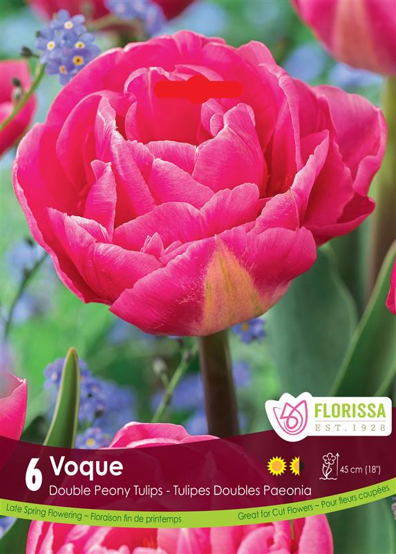 Tulip Double Late - Voque Retail
