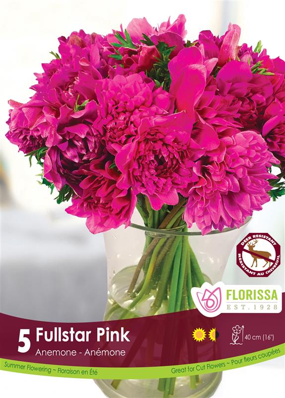 Anemone - Fullstar Pink Spring Bulk