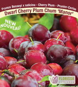 Plum - Dwarf Plum Cherry Assorted