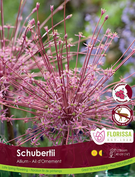 Allium - Schubertii Bulk