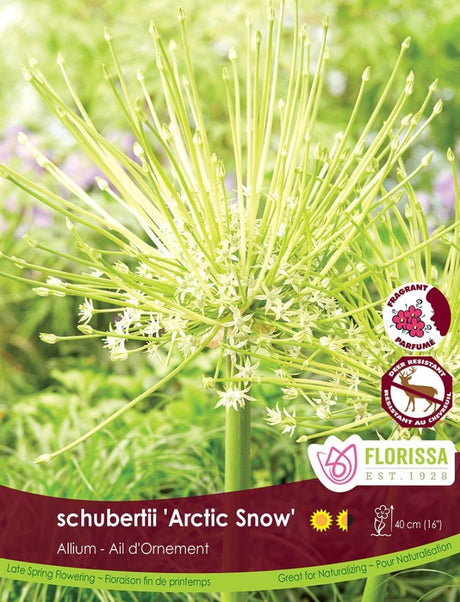 Allium - Schubertii  'Arctic Snow' Bulk