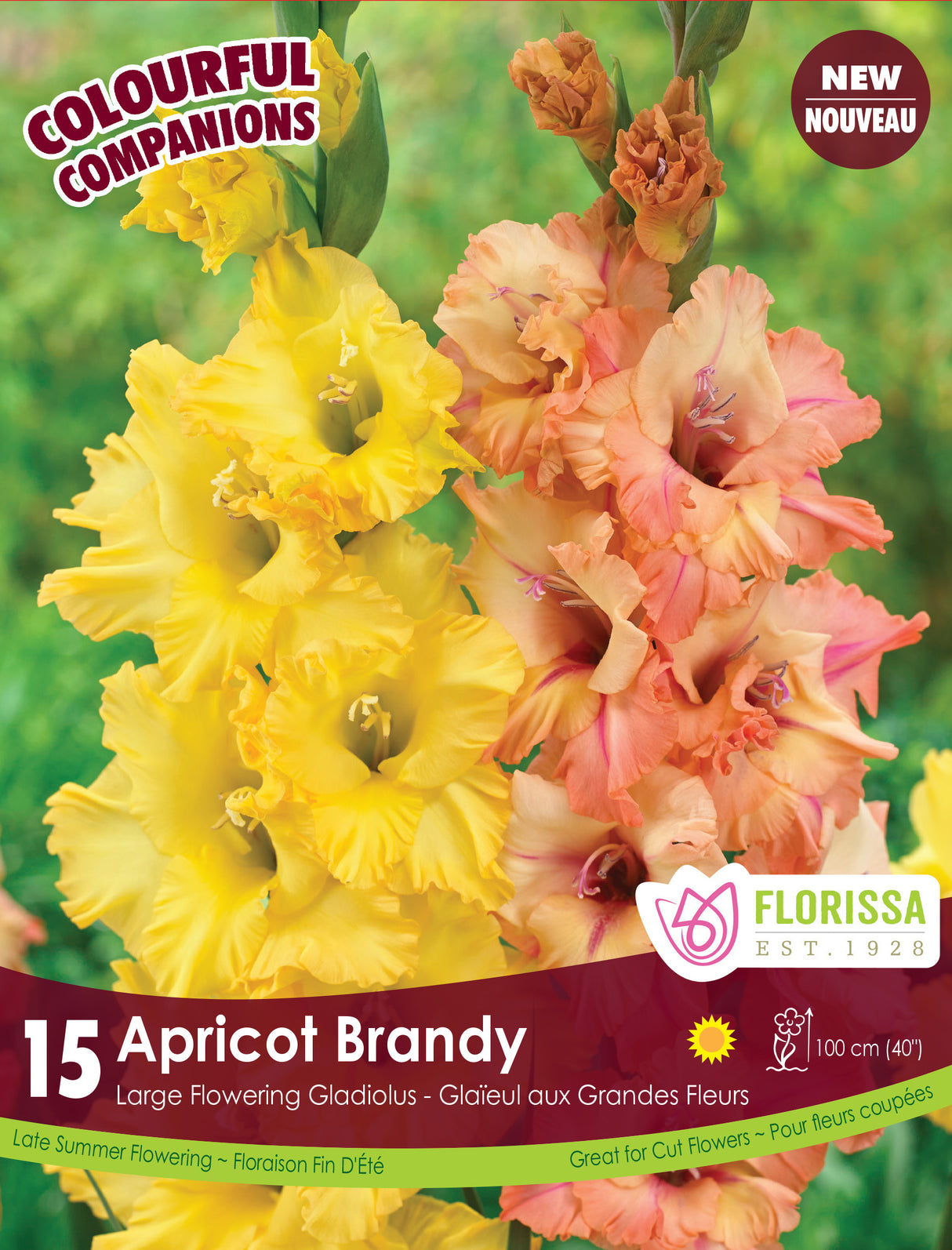 Spring Colourful Companion - Apricot Brandy