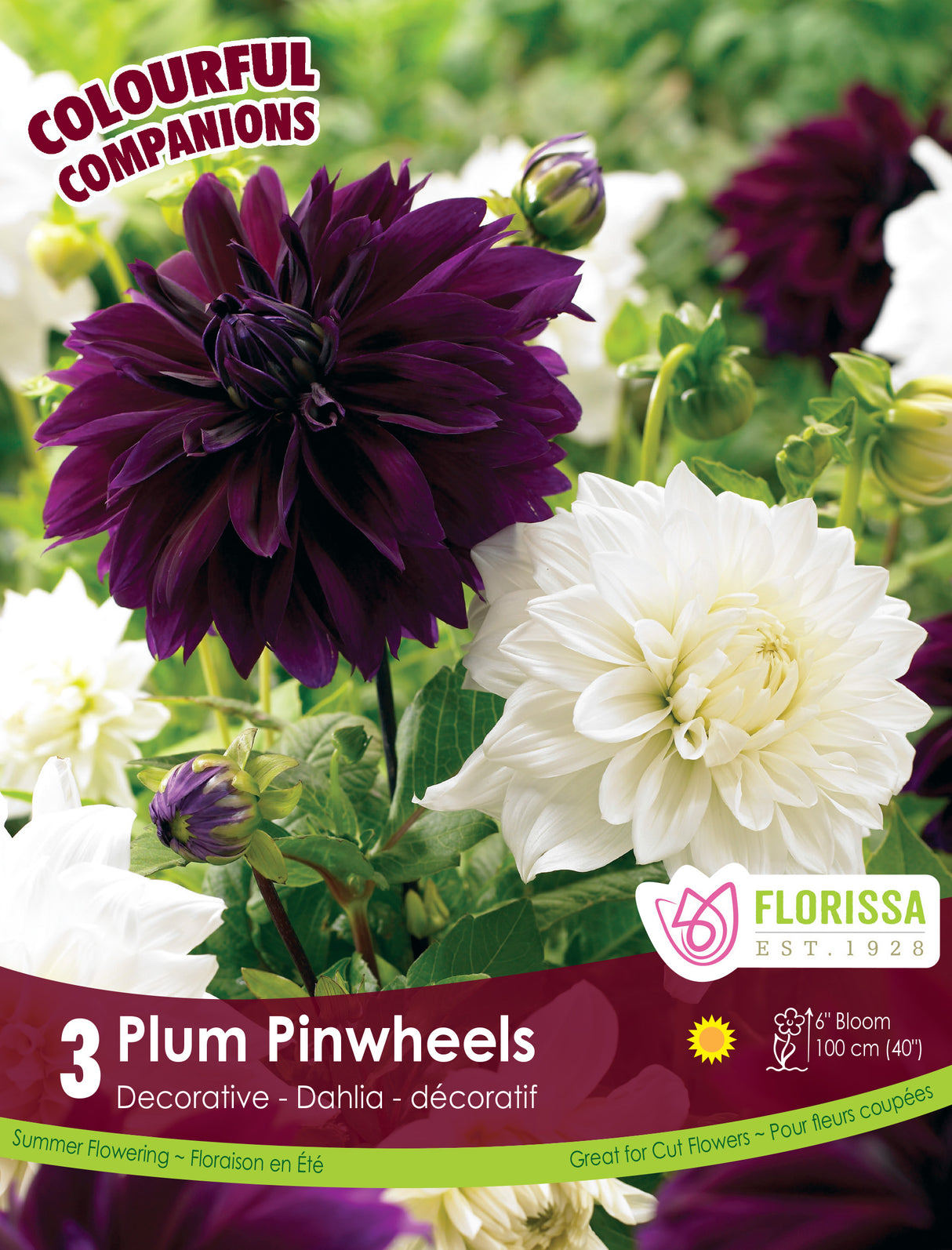 Spring Colourful Companion - Plum Pinwheels