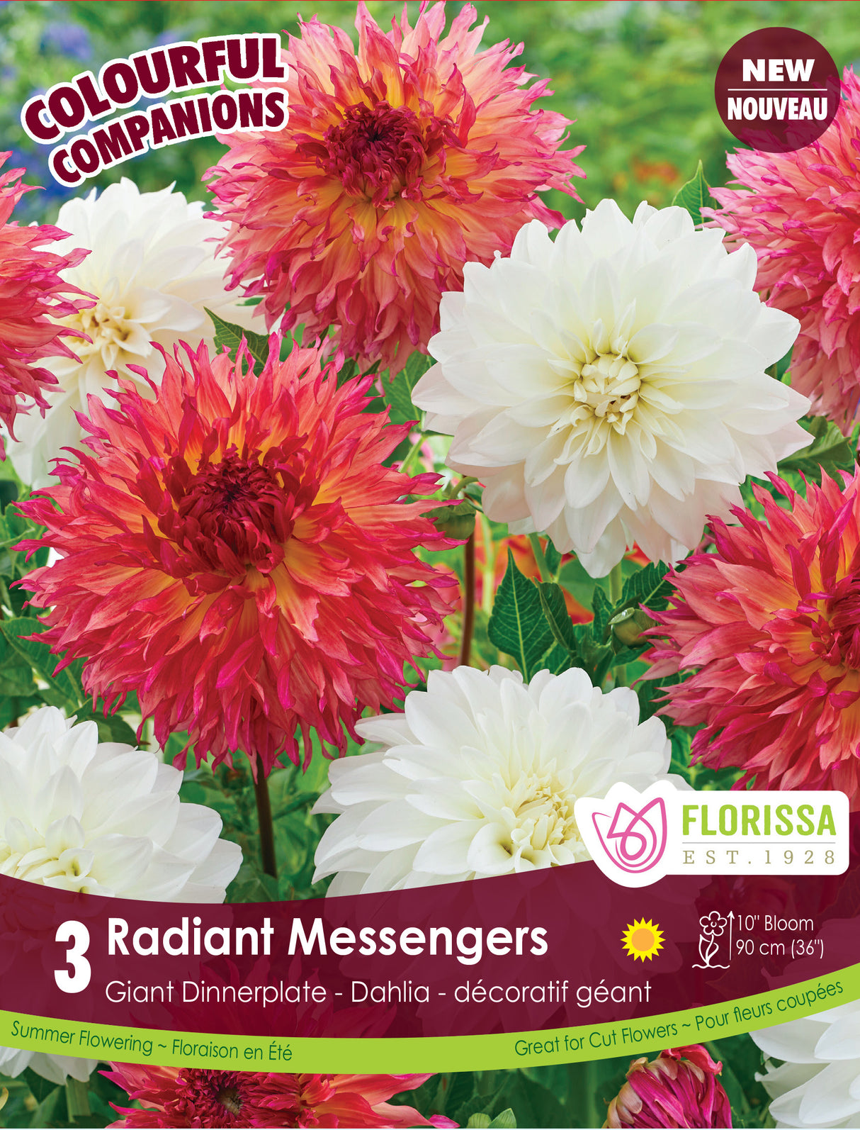 Spring Colourful Companion - Radiant Messengers
