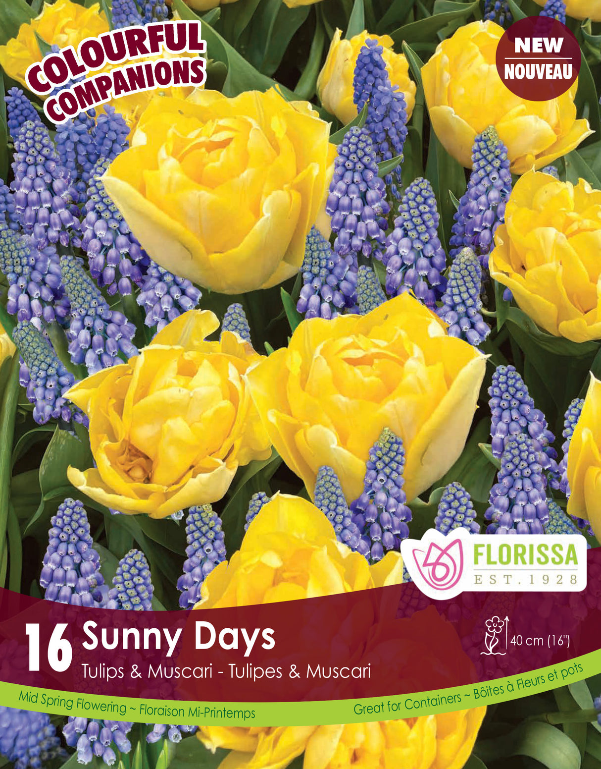 Fall Colourful Companions - Sunny Days Retail