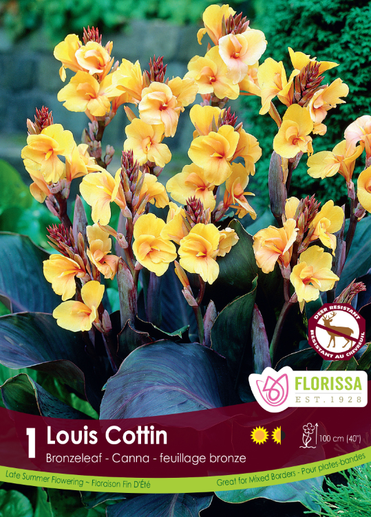 Canna Bronzeleaf - Louis Cottin Retail Pkg