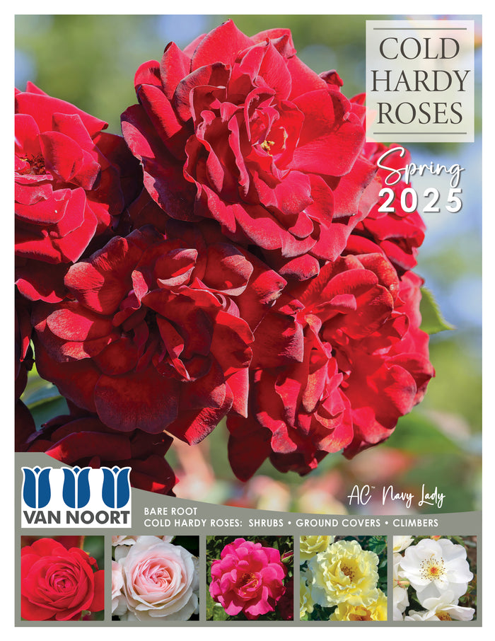 Cold Hardy Roses Wrap 2025 Cover.jpg__PID:f9ddcc14-59fc-44e0-bf0b-ab290cd85974