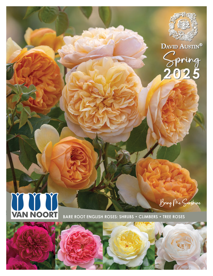 David Austin Rose Cat 2025 cover.jpg__PID:cc1459fc-54e0-4f0b-ab29-0cd85974a197
