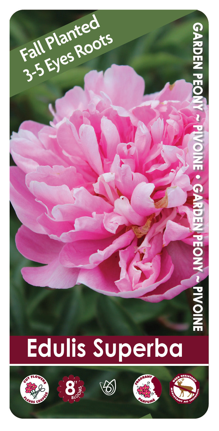 (FALL PLANTED) Peony Edulis Superba - 3/5 eye
