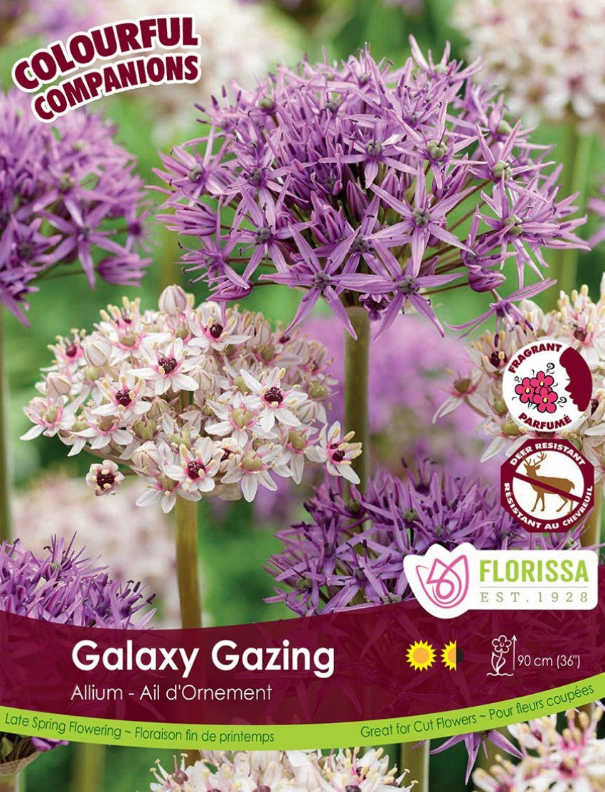 Fall Colourful Companions - Galaxy Gazing Bulk