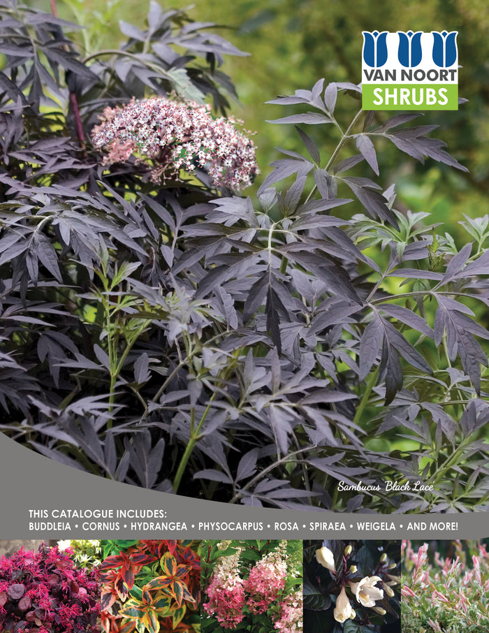 G Shrubs 2025 cover.jpg__PID:0ebd3c03-c2fd-4414-a772-8fc0ffb3d1ab