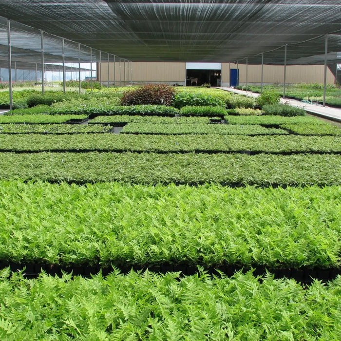 Growers-Van Noort Bulb