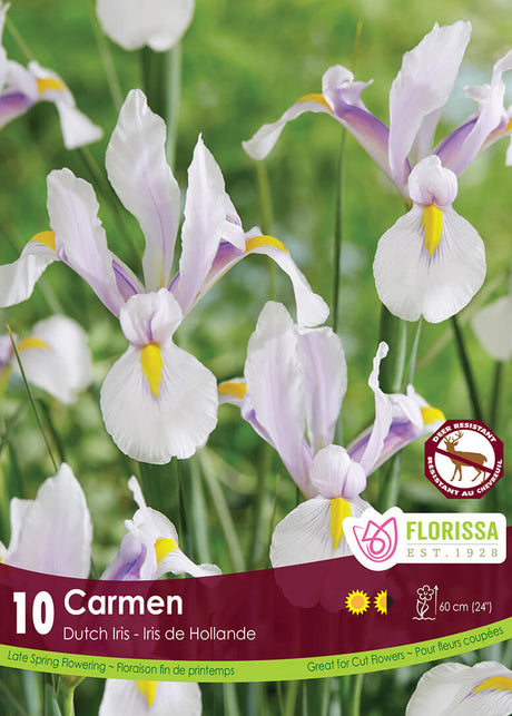 Iris Dutch - Carmen Retail