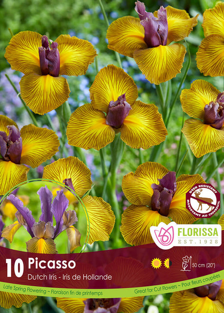 Iris Dutch - Picasso Retail